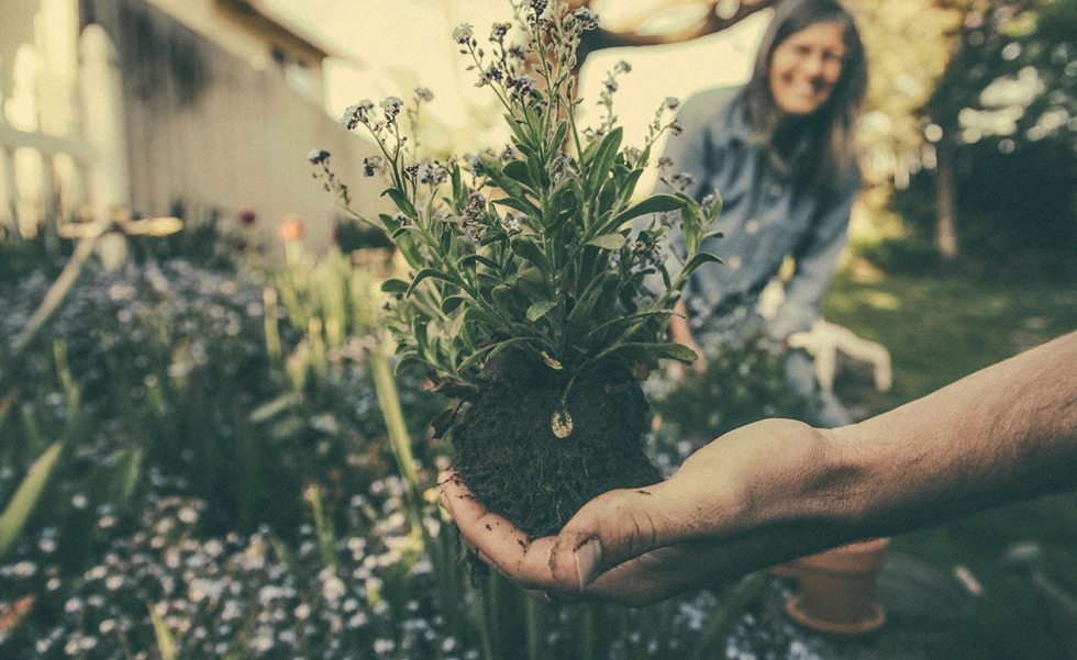 Livro sobre jardinagem | Casa Sul