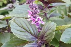 Flor de manjericão roxo.