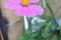 Kosmos rosado.