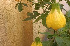 Sininho amarelo.