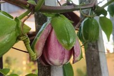 Flor de maracujá.